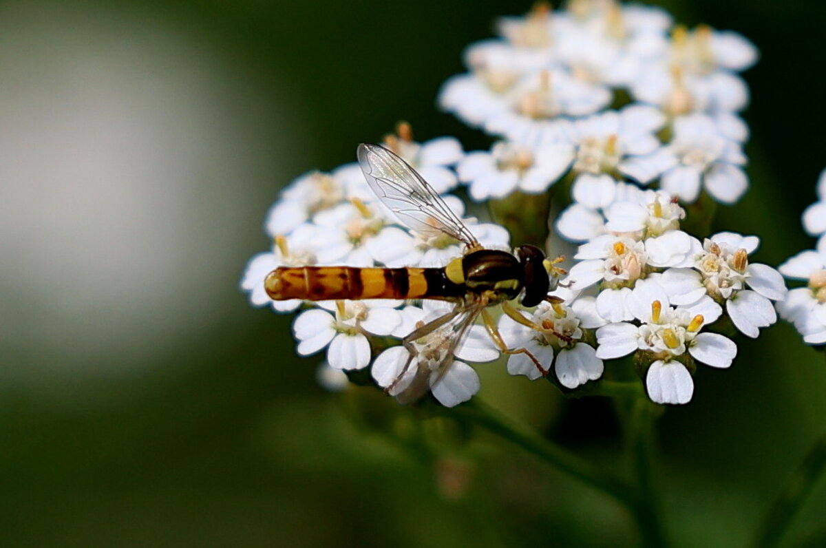 Не то оса, не то стрекоза... - Александр Кондаков