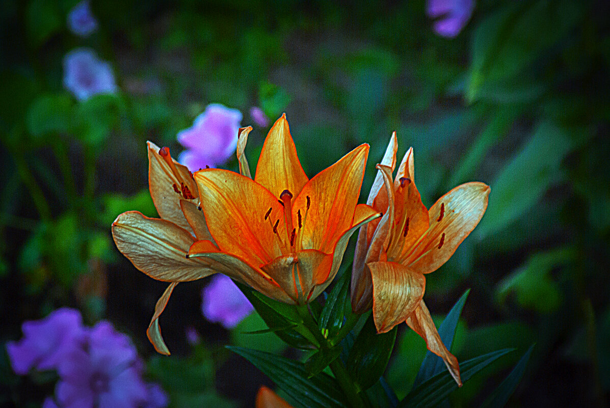 Фотоэтюд с цветком - Владимир Кроливец