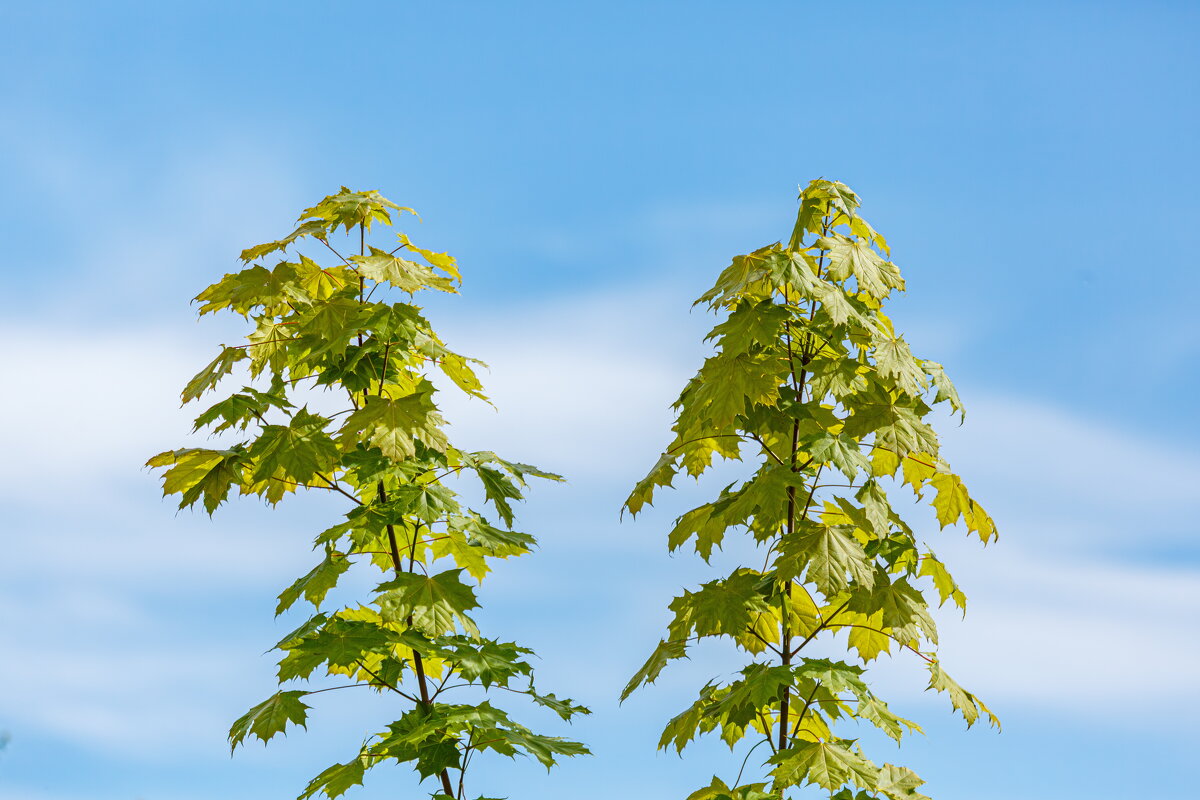 Июльские мгновения - Serega  