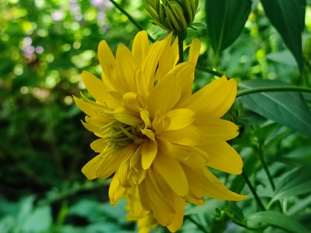 Золотые шары зацветают - Валентина Богатко Золотые шары зацветают - Валентина Богатко