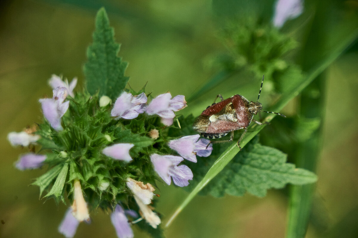 Ягодный Щитник - Александр Леонов