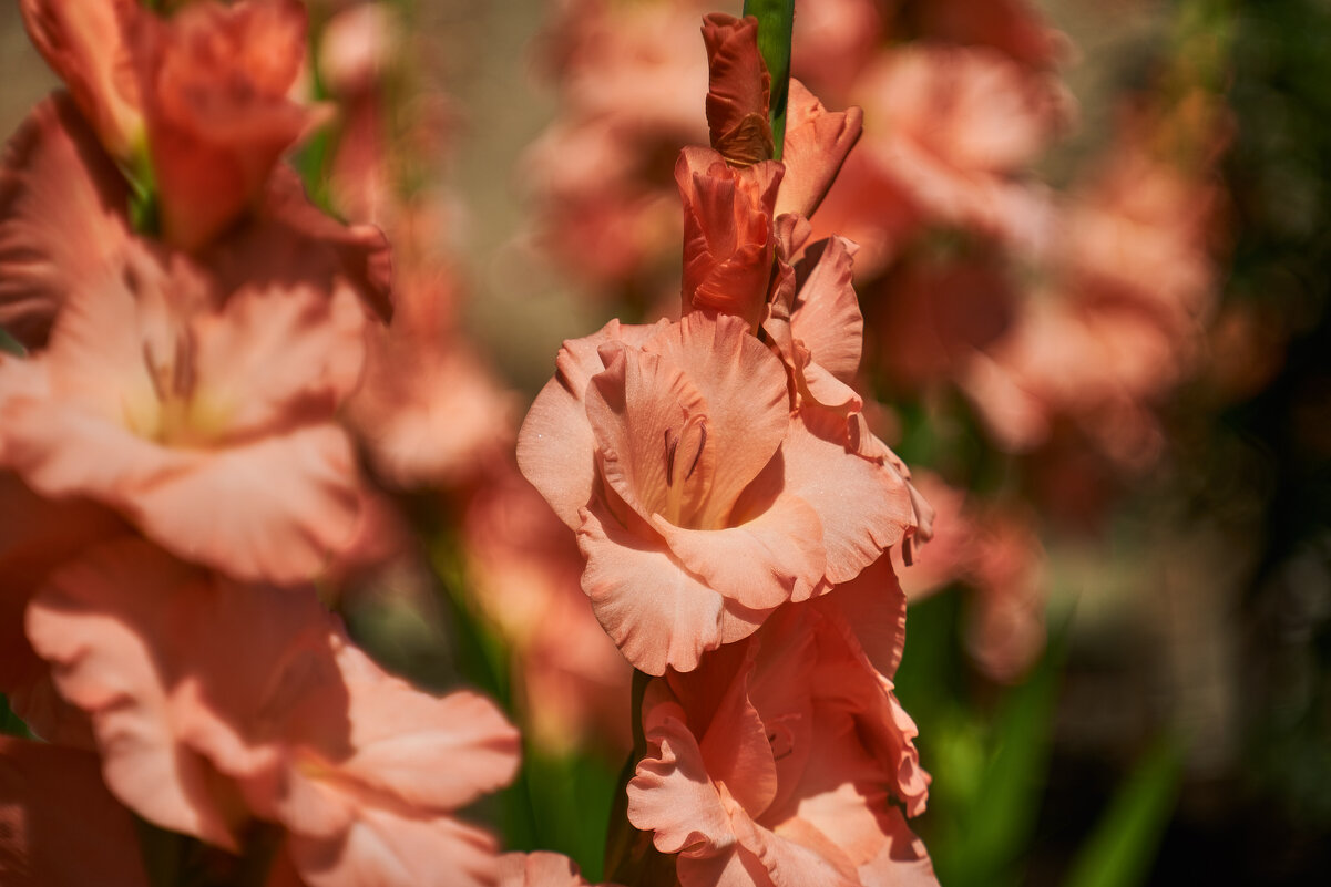 Гладиулусы - Александр Леонов