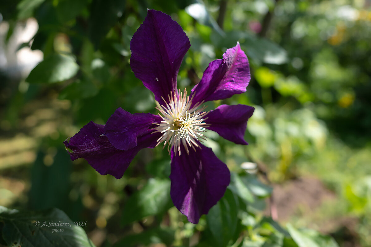 Фиолетовый клематис - Александр Синдерёв