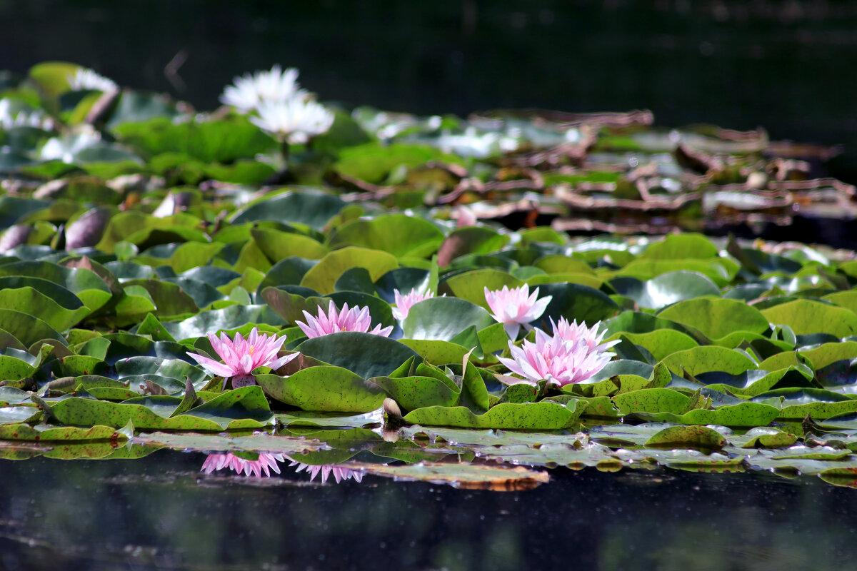 Кувшинки (розовые) - Dar(k) Life