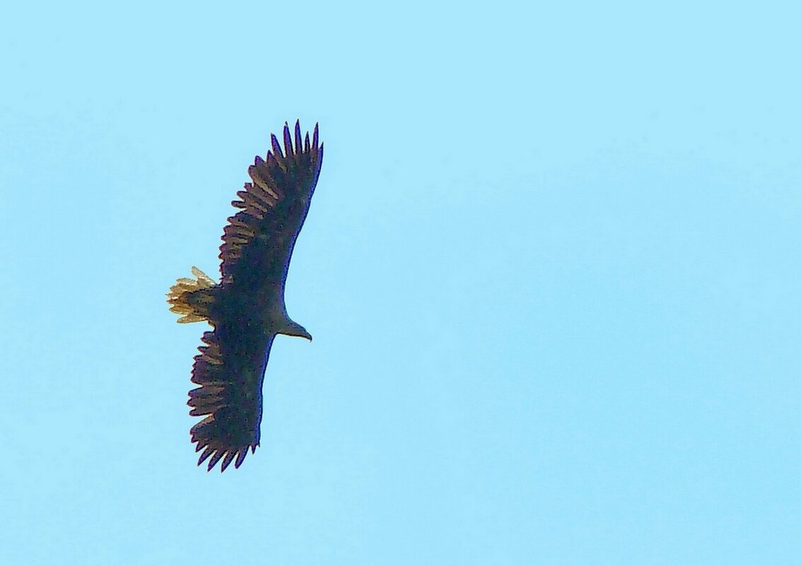 орлан белохвост - gawrilа - dan