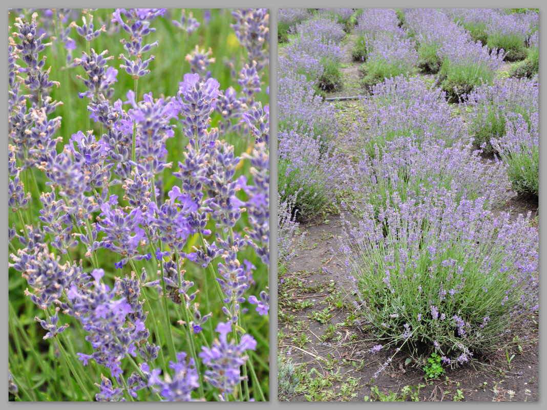 Цветение лаванды - Татьяна Машошина