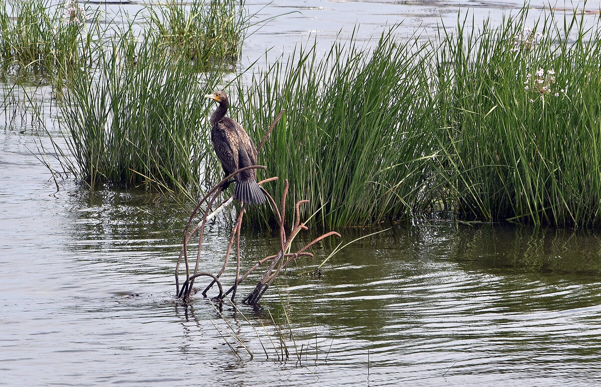 Баклан - Алексей .