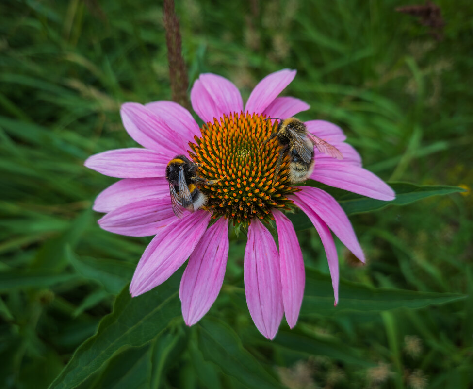 Эхинацея пурпурная. - Борис Калитенко