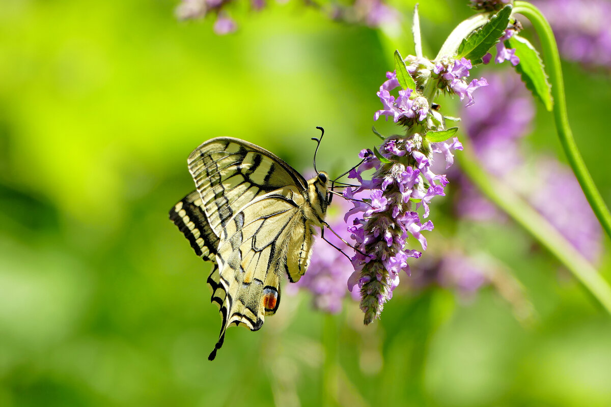 бабочки середины лета 8 - Александр Прокудин