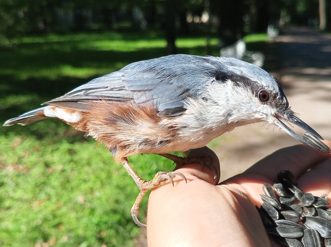 Поползень - Сапсан 