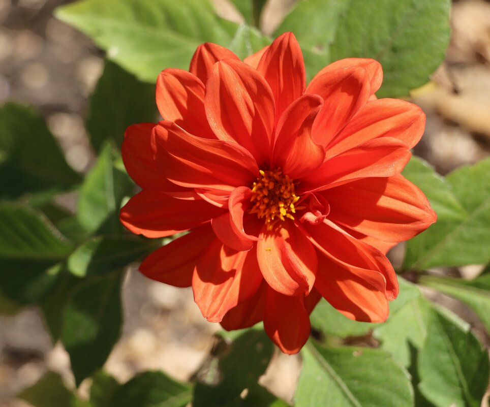 Рыжий июль - Наталья Герасимова Рыжий июль - Наталья Герасимова