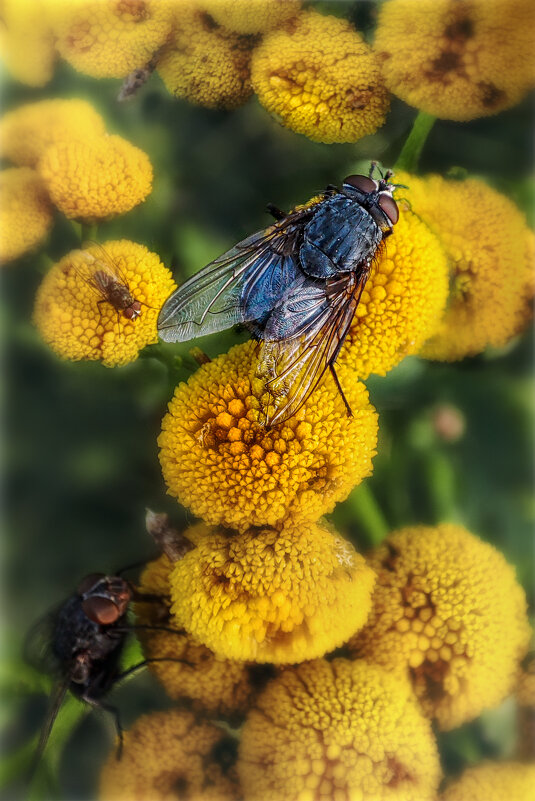 Большой Мух - AZ east3