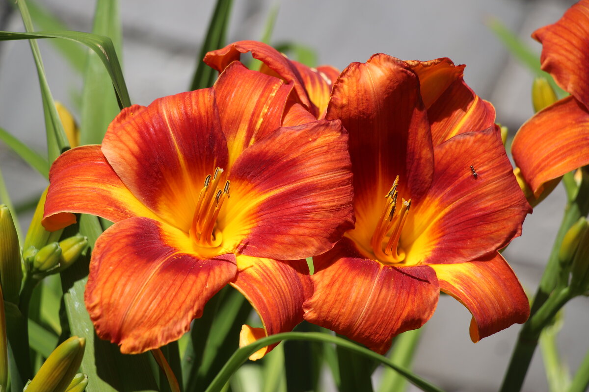 Рыжий июль - Наталья Герасимова