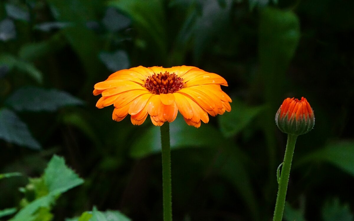 Лето и цветы. - Милешкин Владимир Алексеевич 