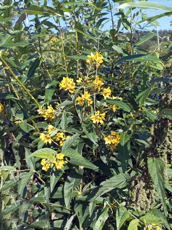 Вербейник - Veera V