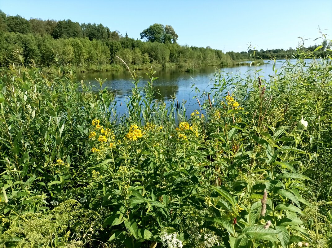 У лесного озера в Лаагна - Veera V