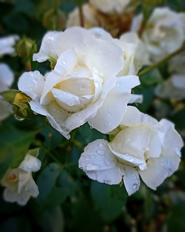 *** - Светлана Кузнецова