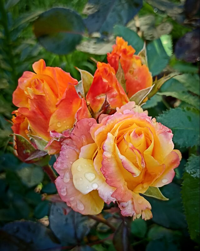 *** - Светлана Кузнецова