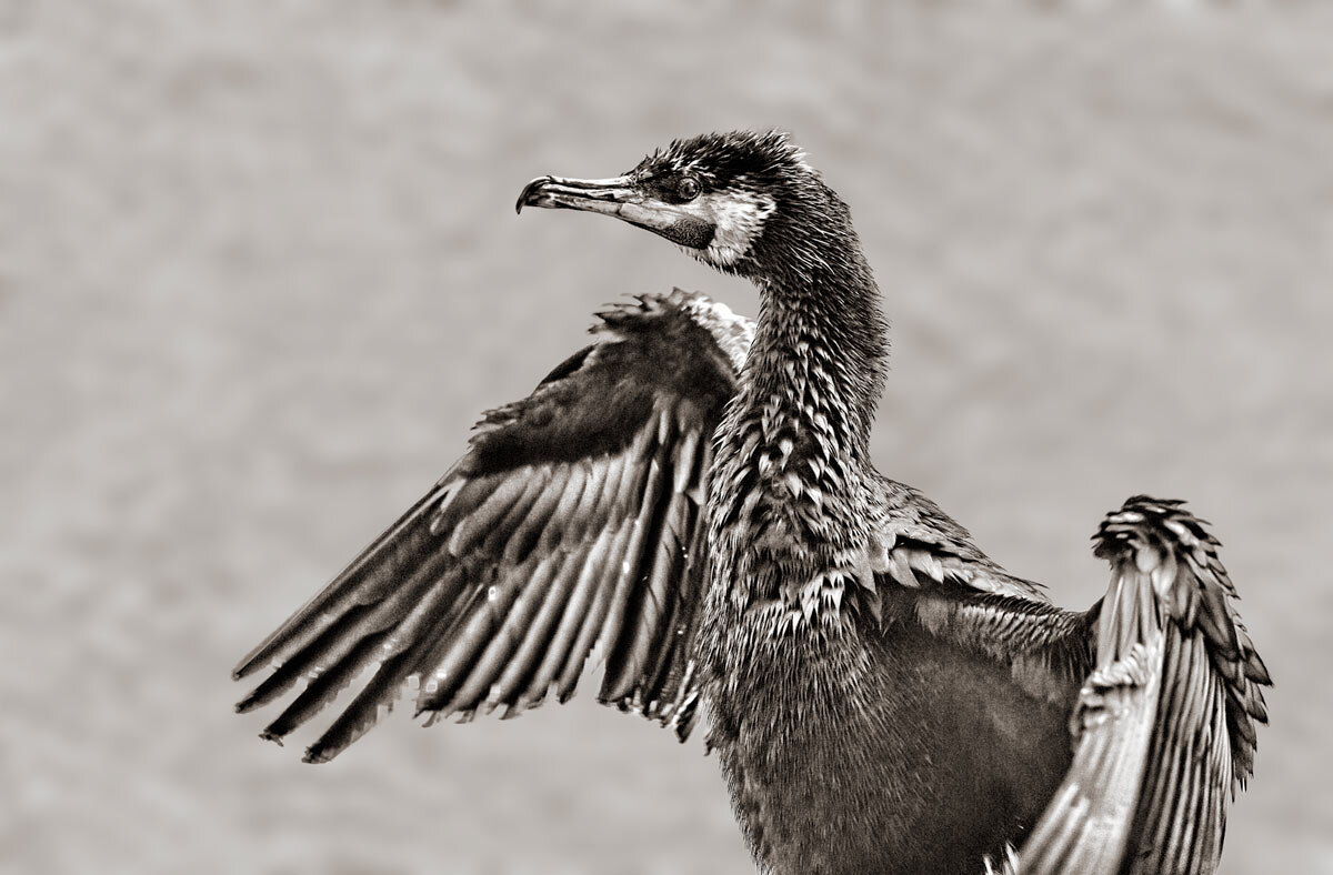 Баклан - SanSan 