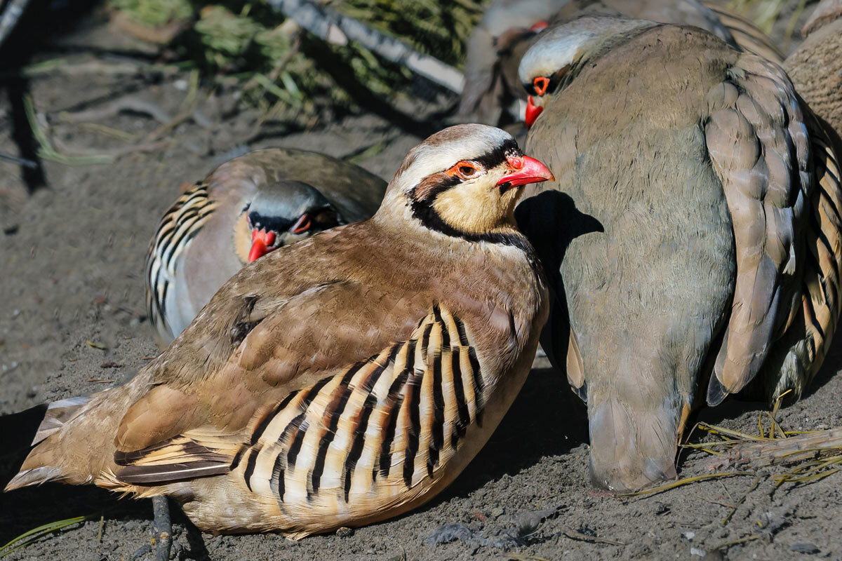 Кеклик - SanSan 