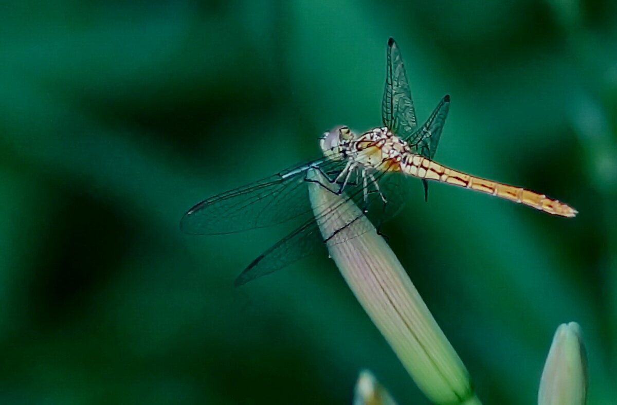 Макро мир вокруг нас... - Николай Саржанов