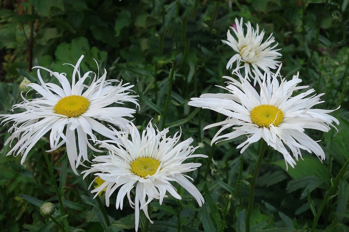 Ромашки - Рита Симонова