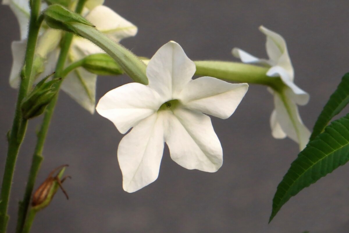 Какая у цветов душа? Она чиста, она нежна… - Татьяна Смоляниченко Какая у цветов душа? Она чиста, она нежна… - Татьяна Смоляниченко