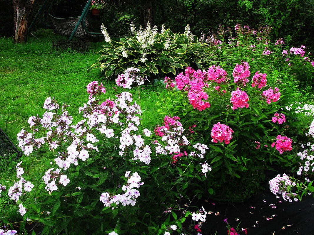 Красота в саду - Людмила Смородинская