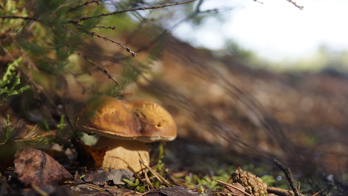 боровик - Ольга Cоломатина