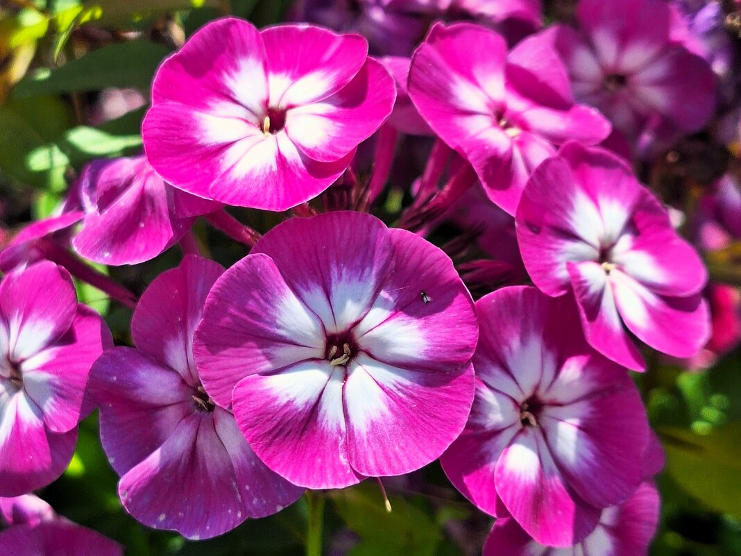 Флокс - Наталья Флокс - Наталья