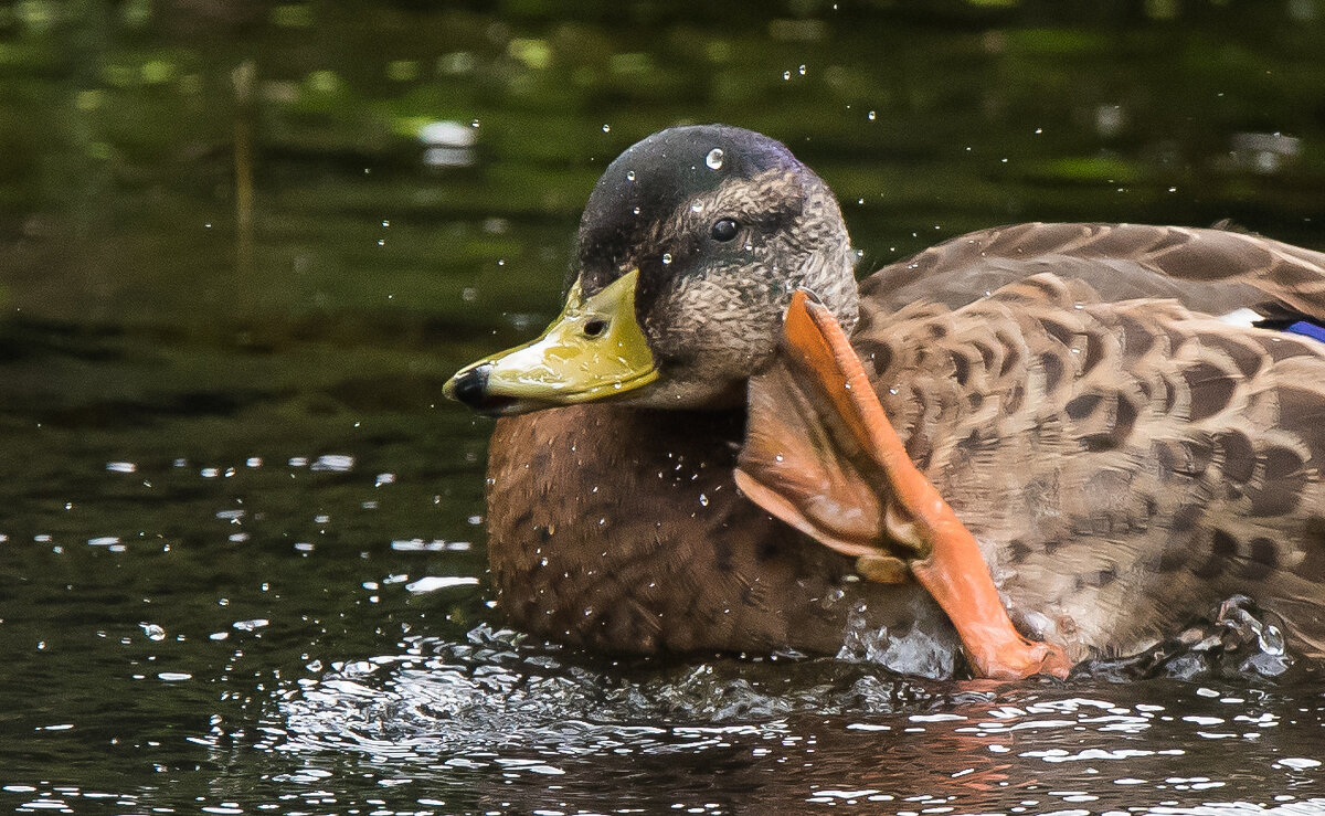 "Я тебя внимательно слушаю..." - Владимир Безбородов