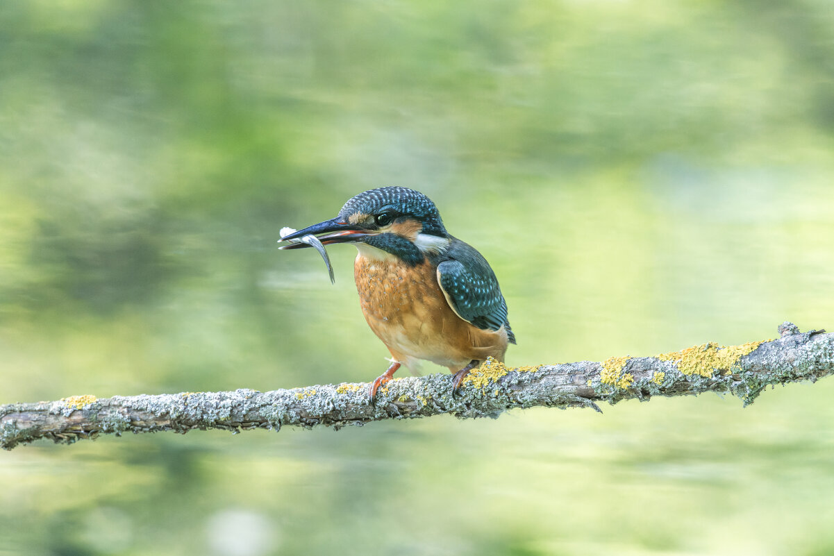 зимородок. - юрий макаров