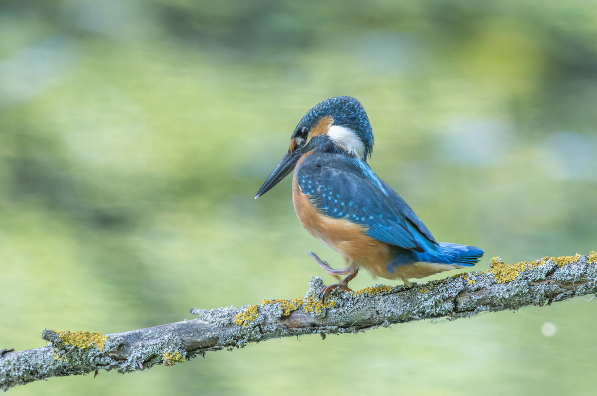 зимородок. - юрий макаров