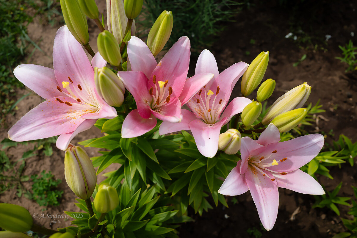 Розовые лилии - Александр Синдерёв