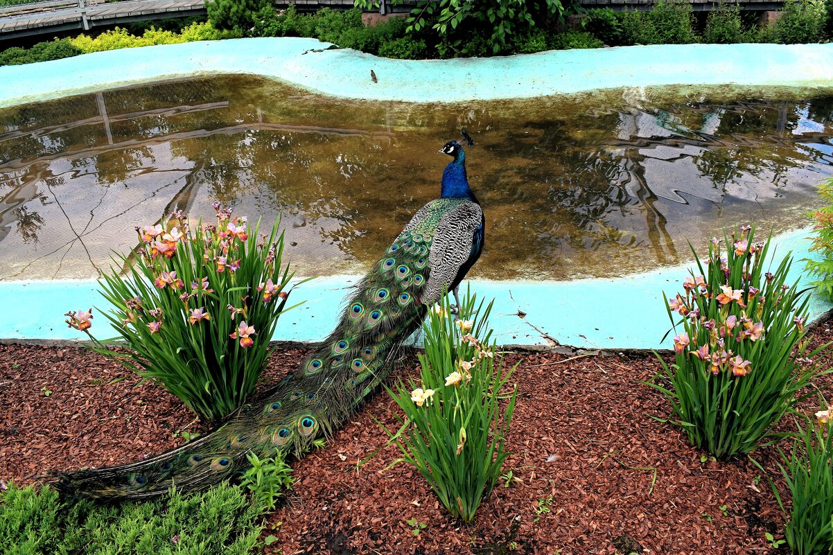 В гостях у павлинов. - Татьяна Помогалова