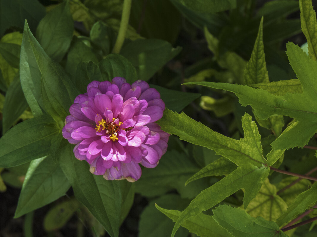 Циния - Валентин Семчишин