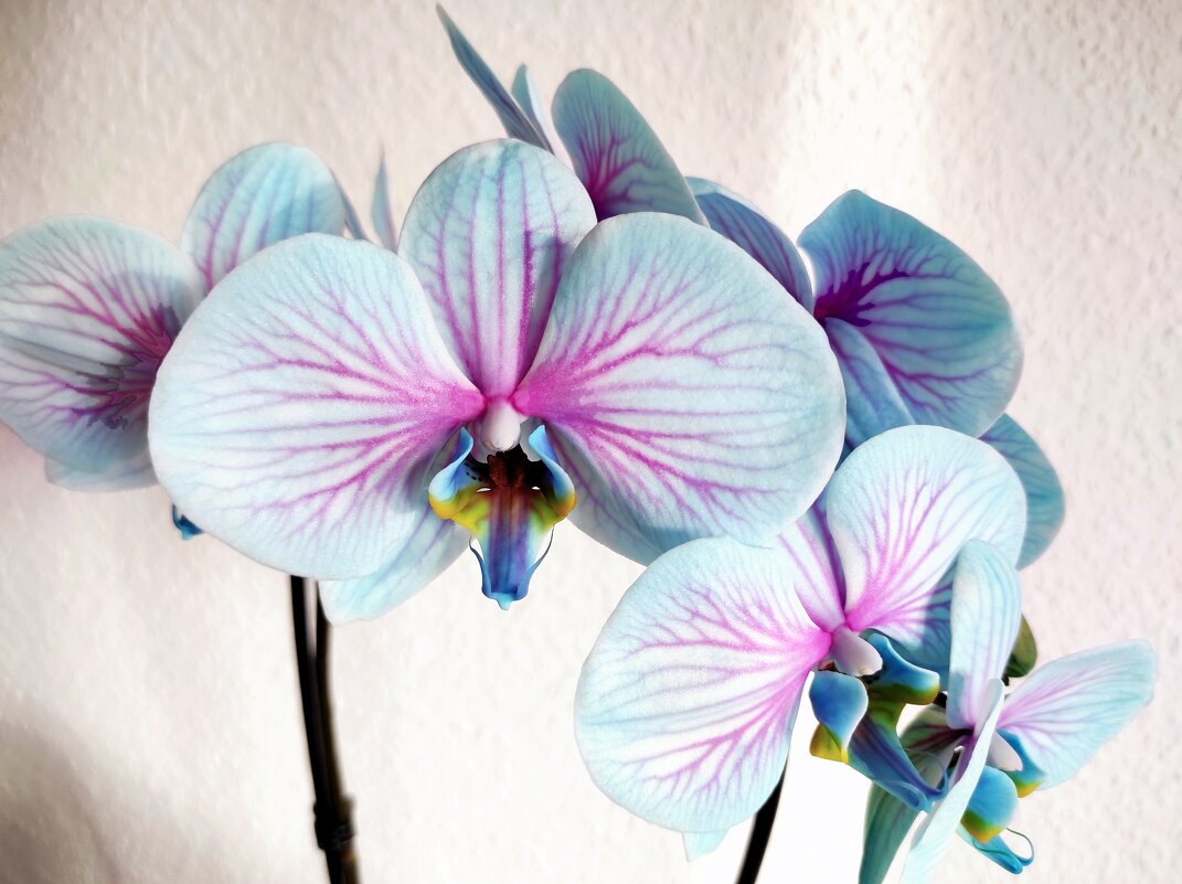 Орхидея - Елена Галата