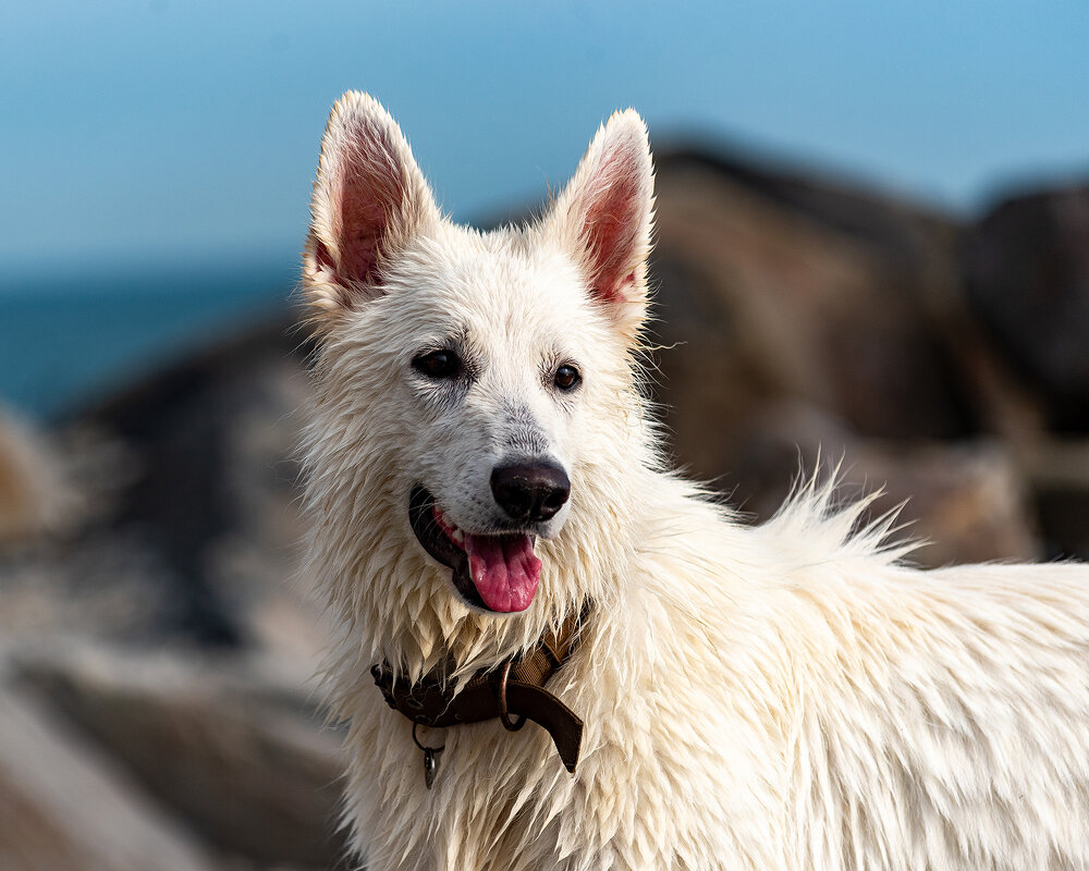 Белая овчарка - Вадим Федотов 