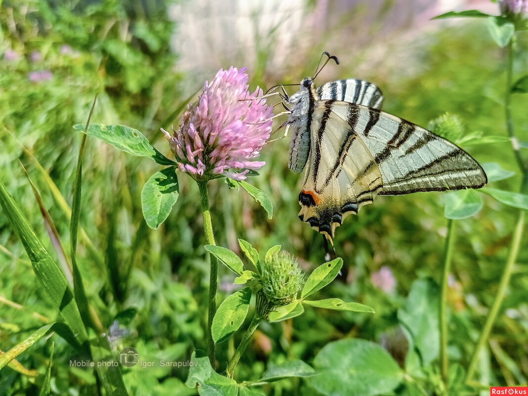 Подалирий - Игорь Сарапулов