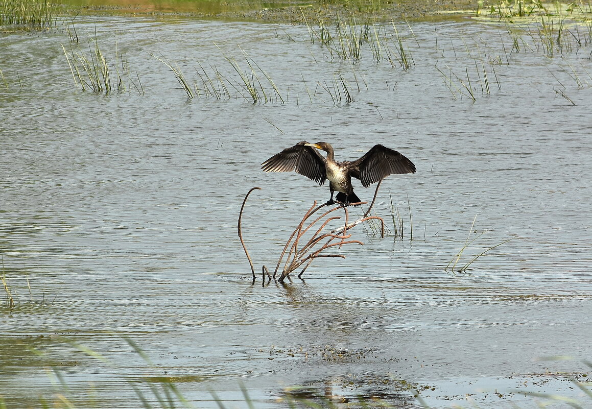 Баклан - Алексей . Баклан - Алексей .
