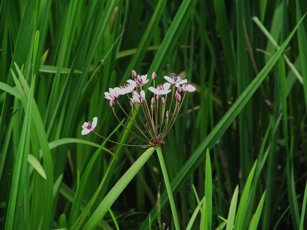 сусак зонтичный - Елена Шаламова