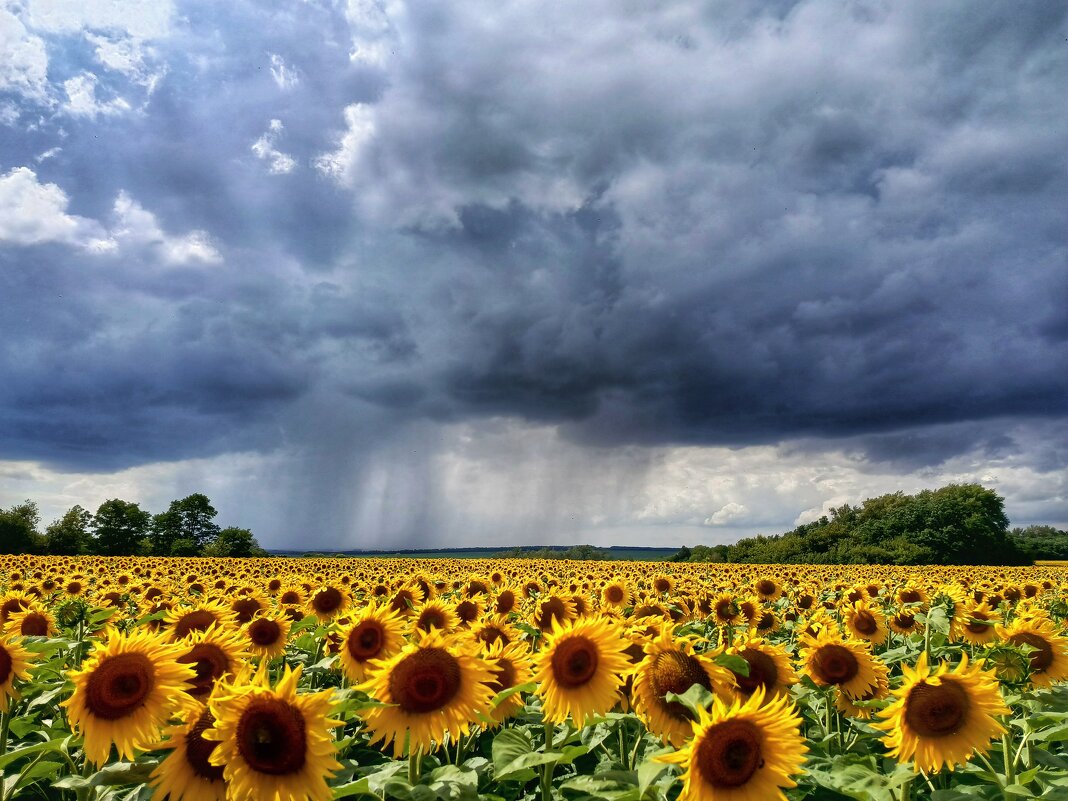 Солнцем пригретые, дождями умытые... - константин Солнцем пригретые, дождями умытые... - константин