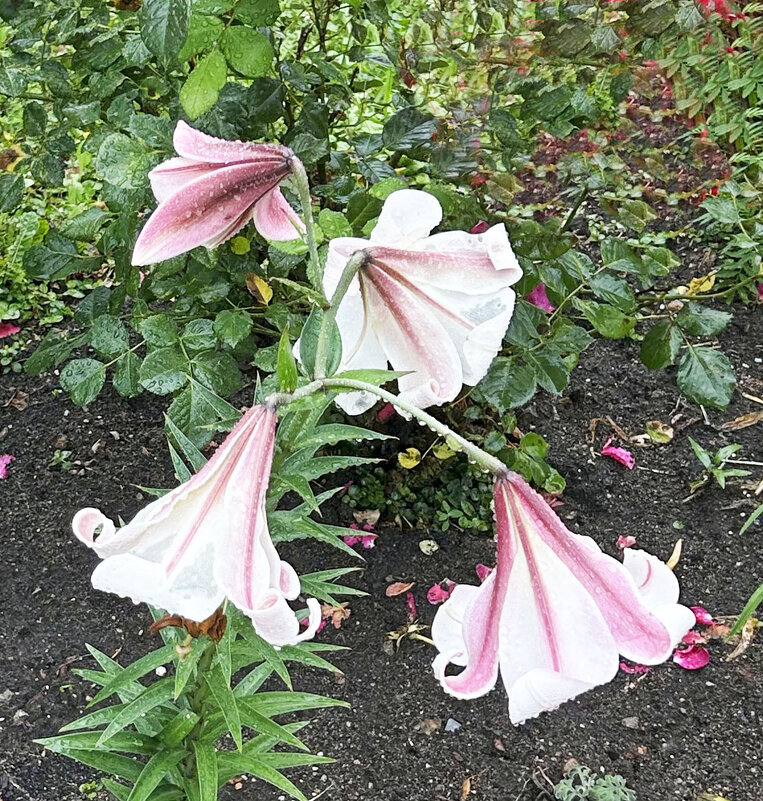 Вид лилии - Oleg4618 Шутченко