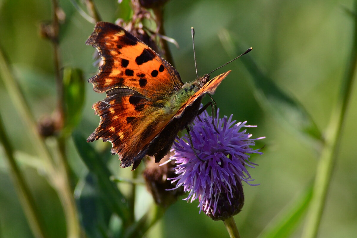 Углокрыльница - Геннадий Супрун Углокрыльница - Геннадий Супрун