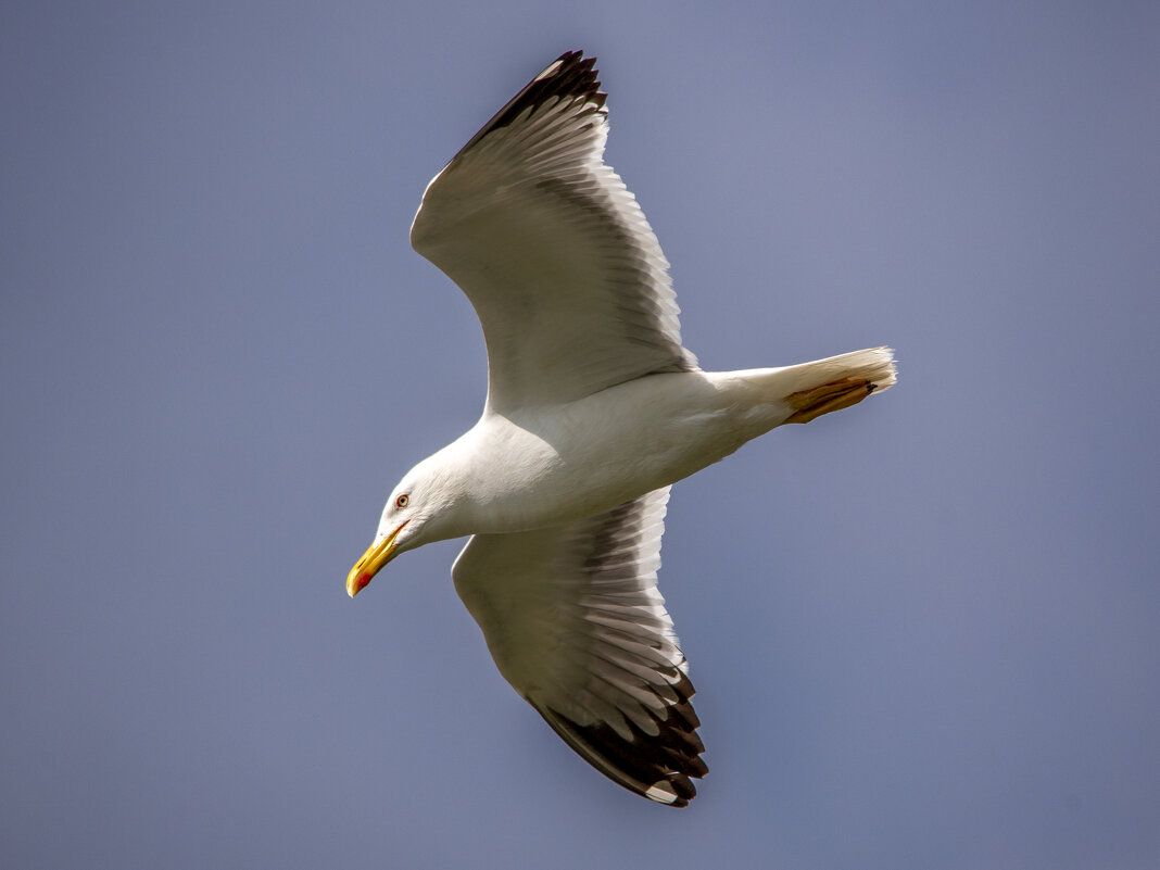 Чайка серебристая - Barguzin_45 Иваныч