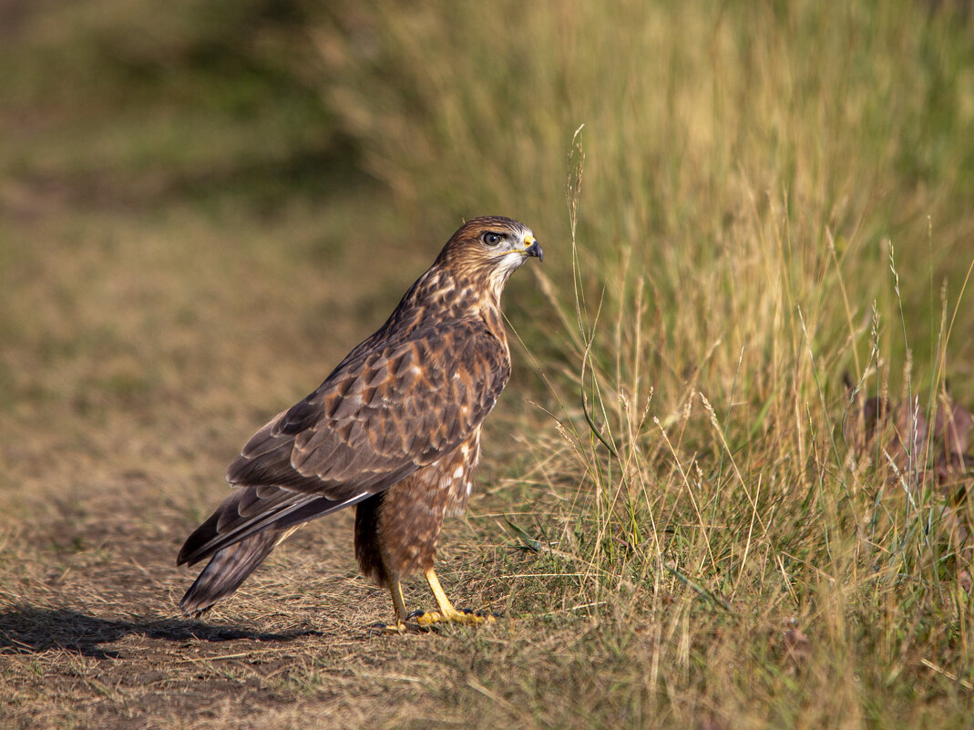 Обыкновенннй Канюк - Barguzin_45 Иваныч