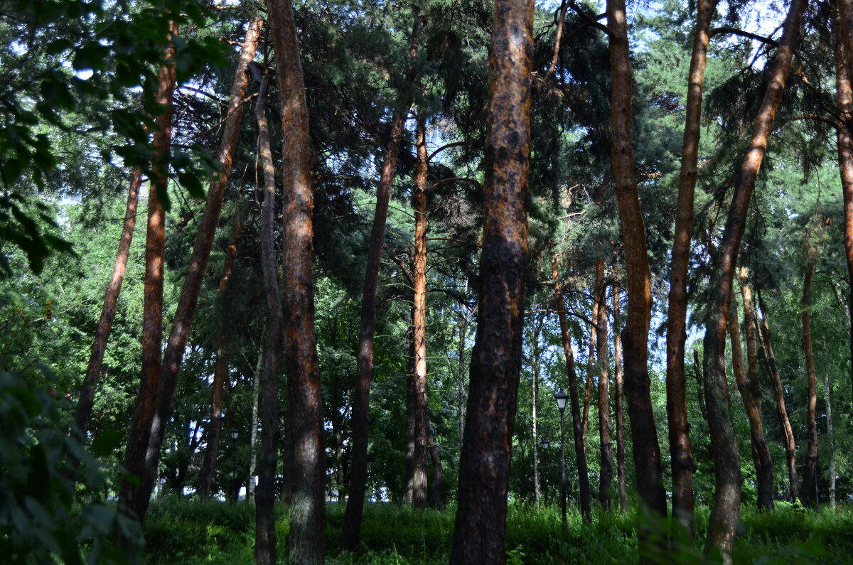 Сосновый лес. - Наталья Вязигина