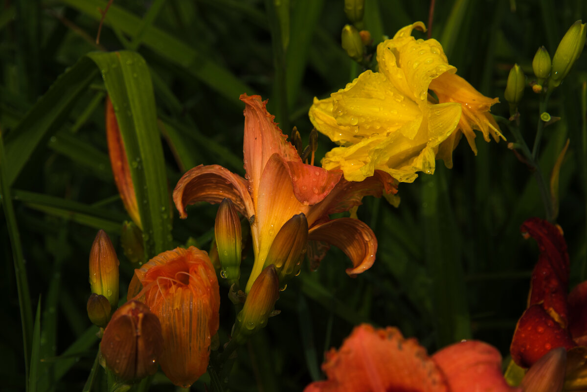 *** - Владимир Безбородов