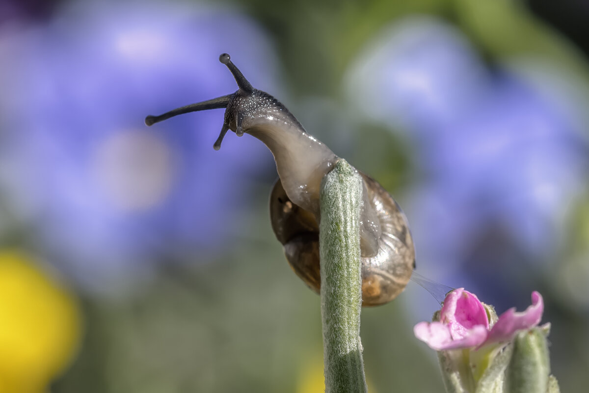 Про улиток - Владимир Колесников