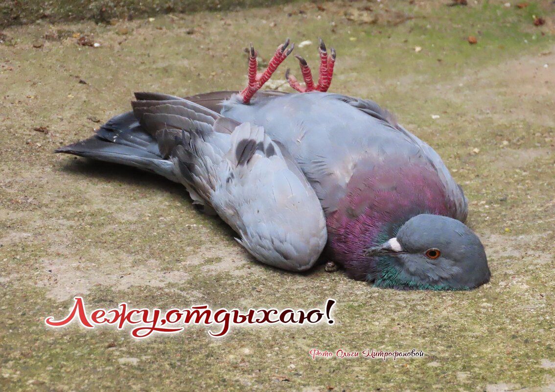 ... - Ольга Митрофанова